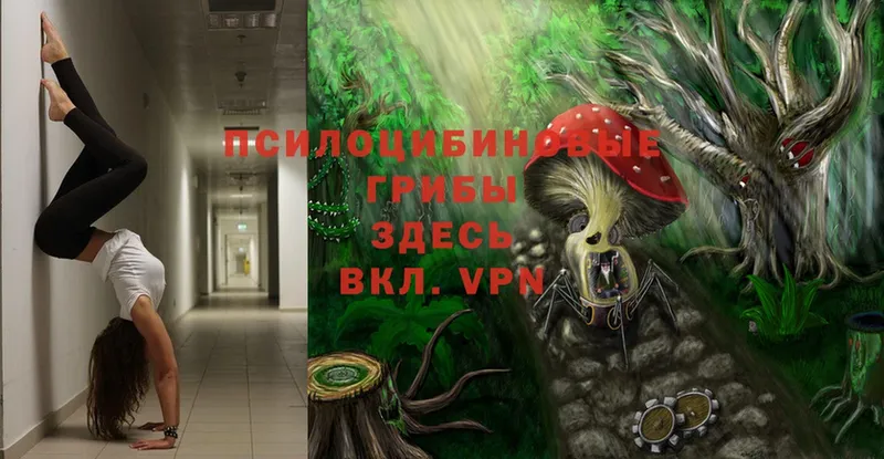 MEGA   где можно купить   Новоалтайск  Галлюциногенные грибы Magic Shrooms 